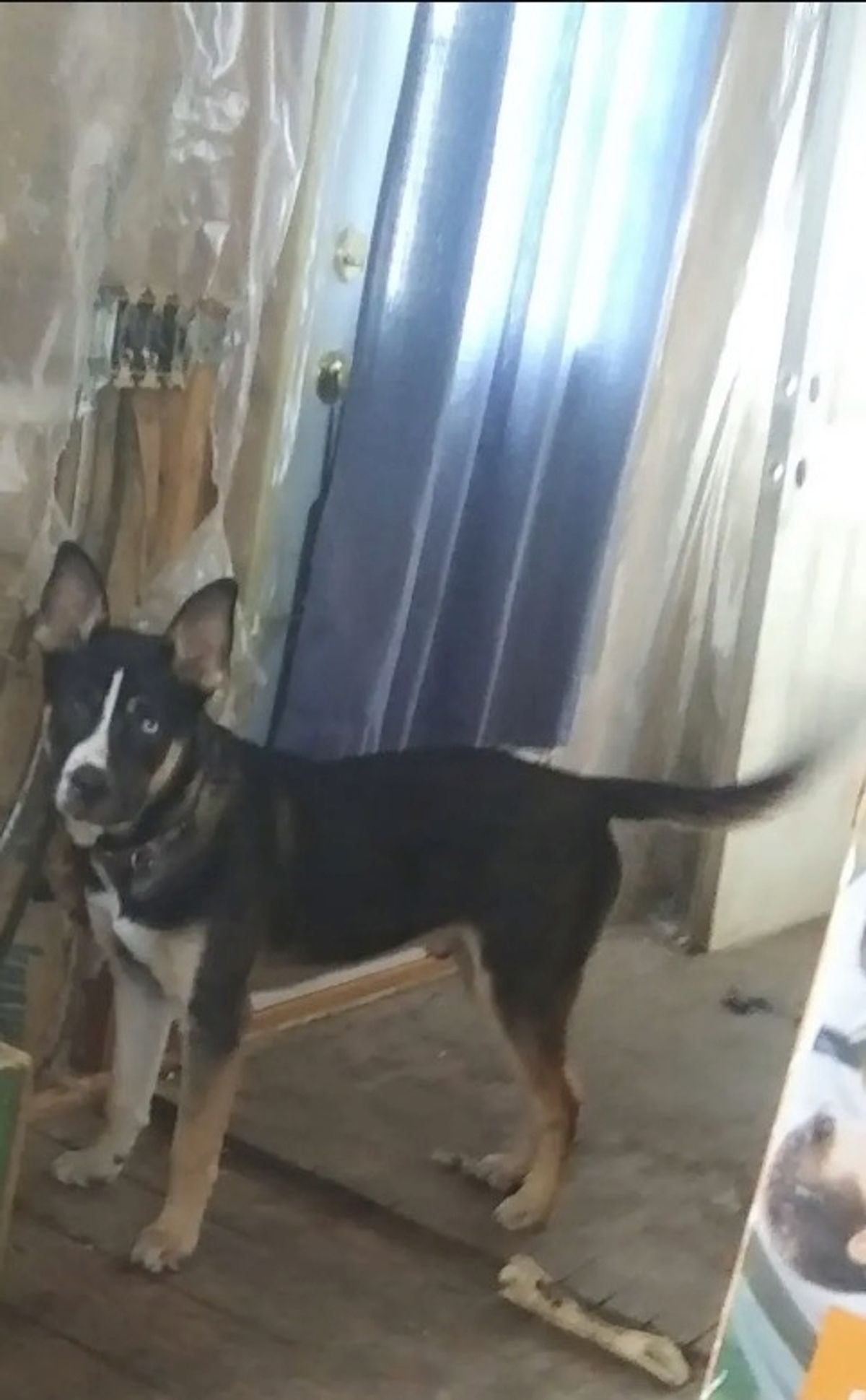 Chomp, a five-year-old husky and pit bull mix, was later euthanized