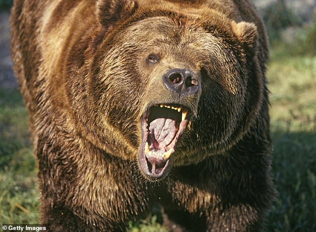 Put down: Six hunters were sent in by the emergency services to kill the mother bear and her three cubs (stock image)